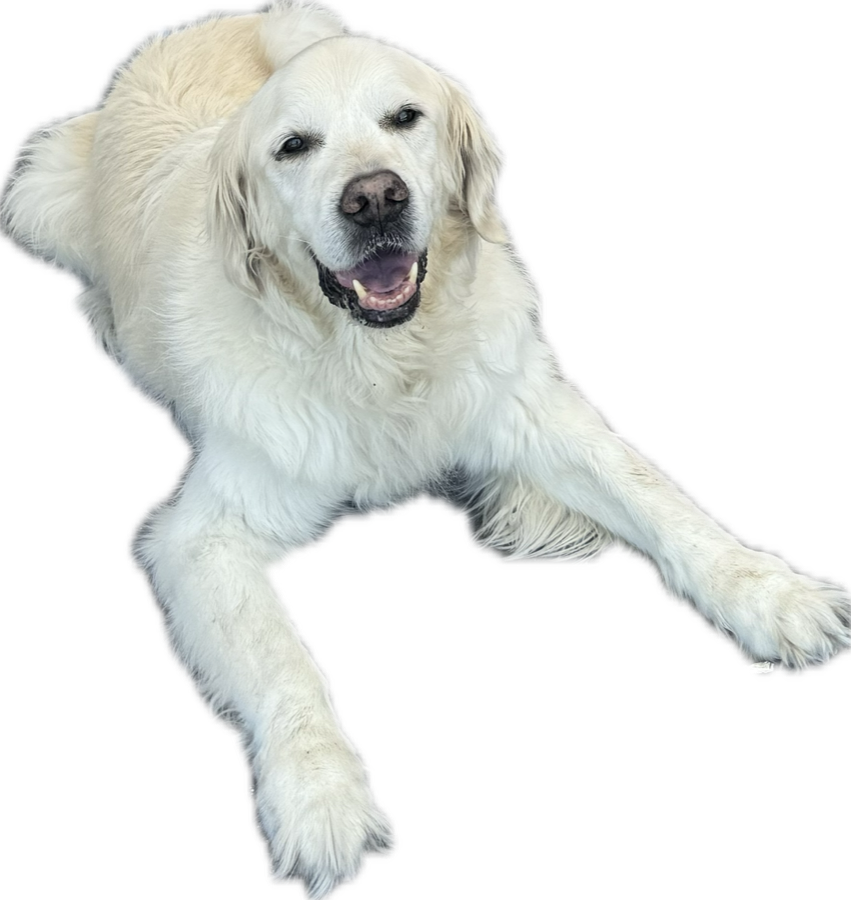 A smiling Chico, TJDG's Official Shop Dog, lying down with his front paws stretched out